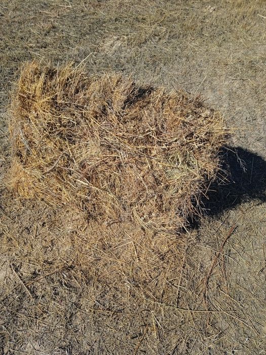 Продам сено разнотравье