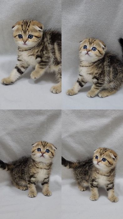 Скотиш фолд девочка золотая шиншилла мраморная