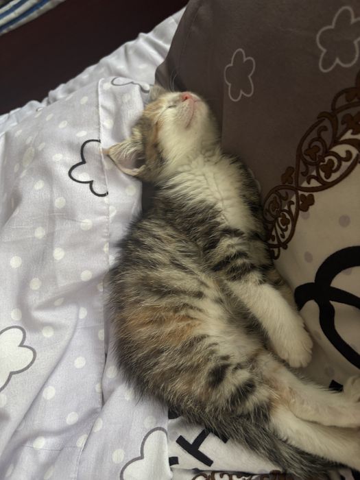Отдам котенка в добрые руки.