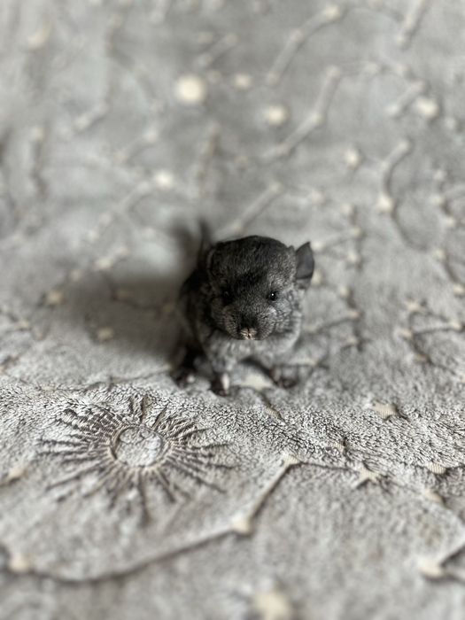 Шиншилла 2 02.03