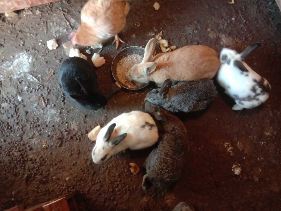 продам домашних  кроликов