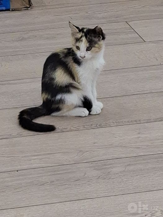 Котенок девочка трехцветная