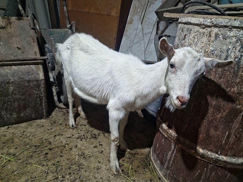 Орыс ешкілері сатылады лактармен