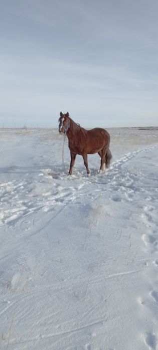 Жирибец пяти лет