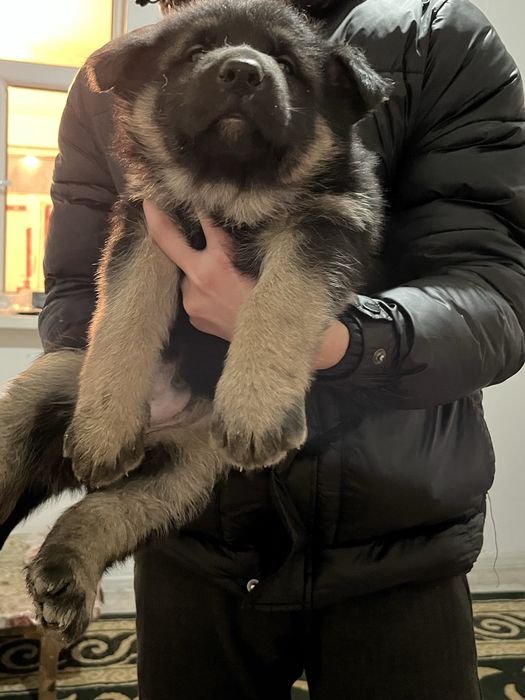 Восточно европейская овчарка сатылады