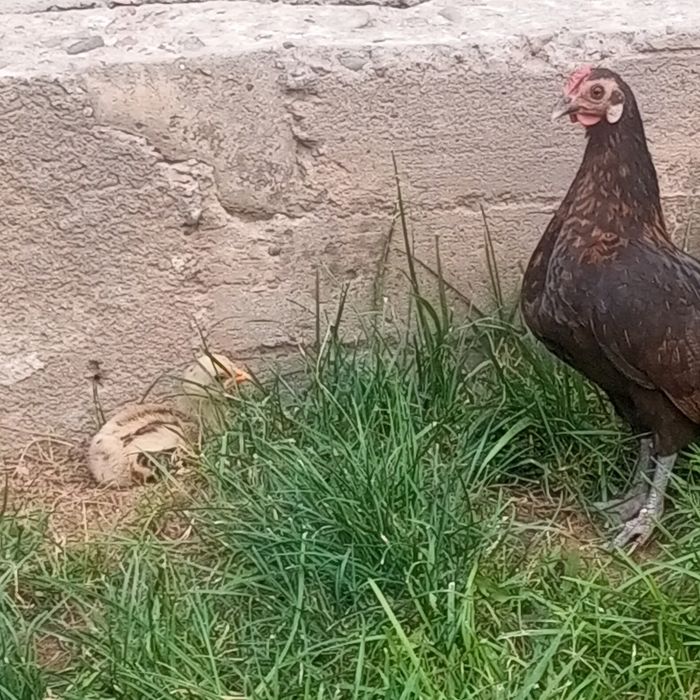 Dakan jo'jalar sotlad Toshkentda
