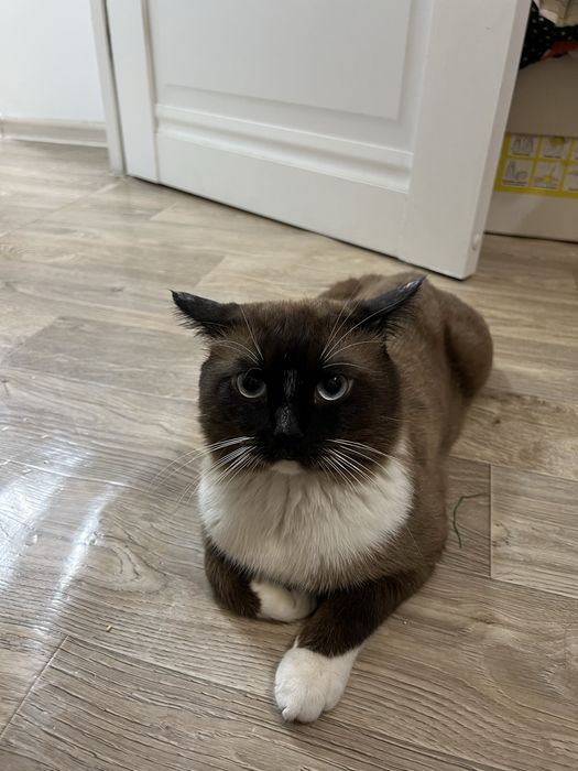 Сиамский красавчик 3 летка Ищет Красавицу