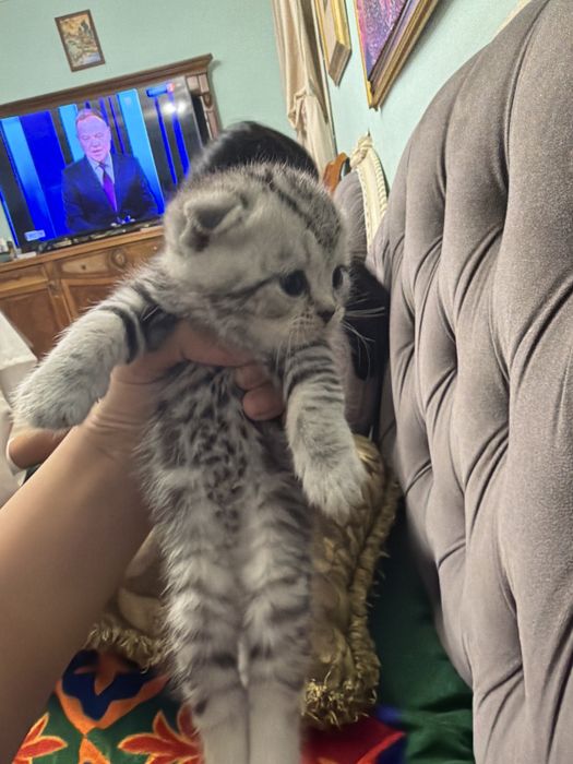 шотладский вислоухий котенок