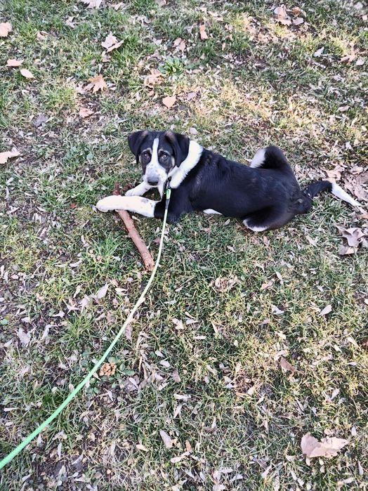 АРНИ търси дом!