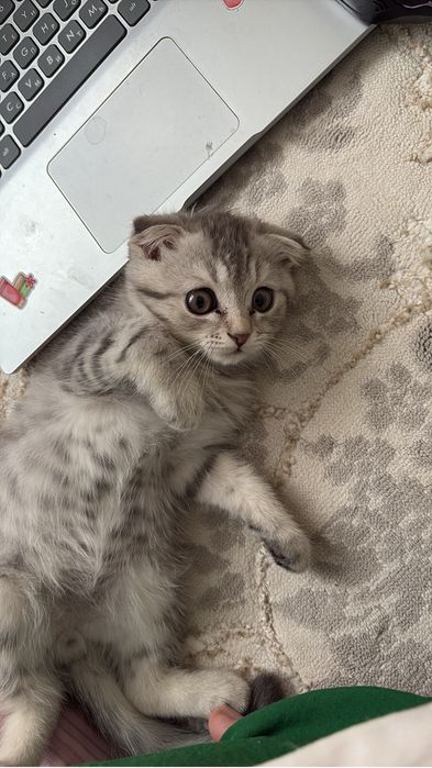 Продам мальенкого котёнка