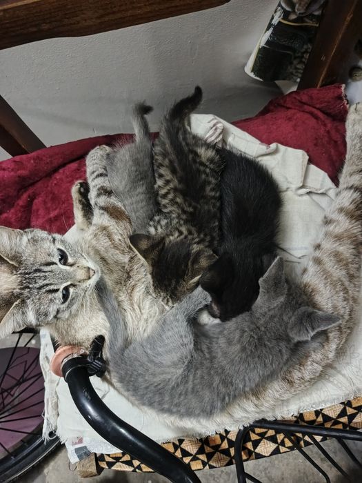 Mushuk bolasi yaxshi insonlarga