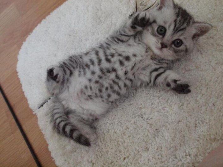 Шотланский котёнок. Девочка