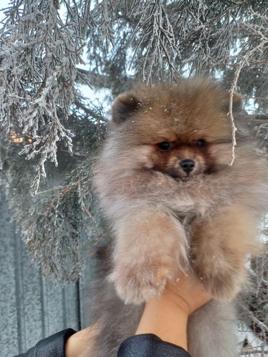 Продаётся мальчик