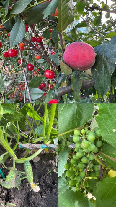 Продам Место дЛя отдыха ДАЧУ