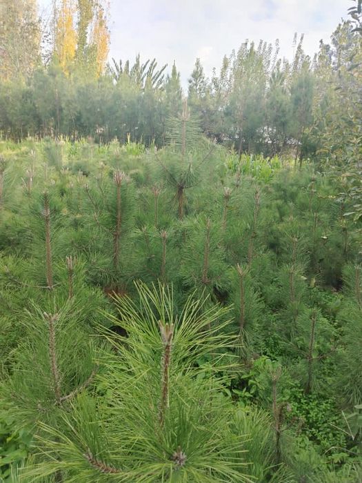 Archa qirim kelishamz