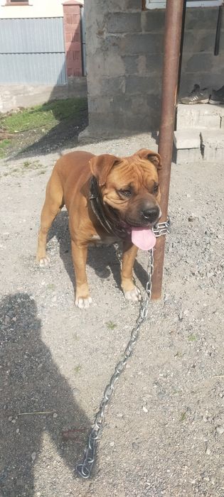 Продам немецкого баксера