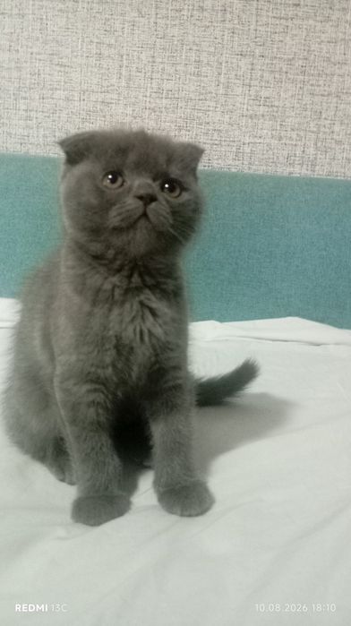 Котята скоттиш фолд/страйт