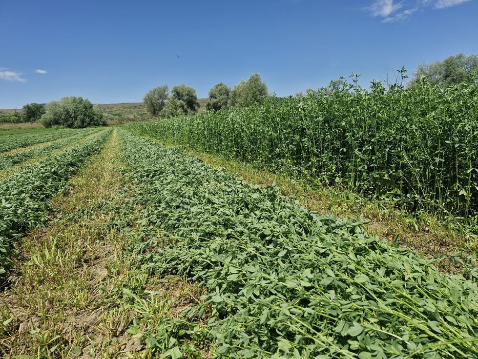 Vand baloti de Lucerna fan productie 2025 Transport la domicilu