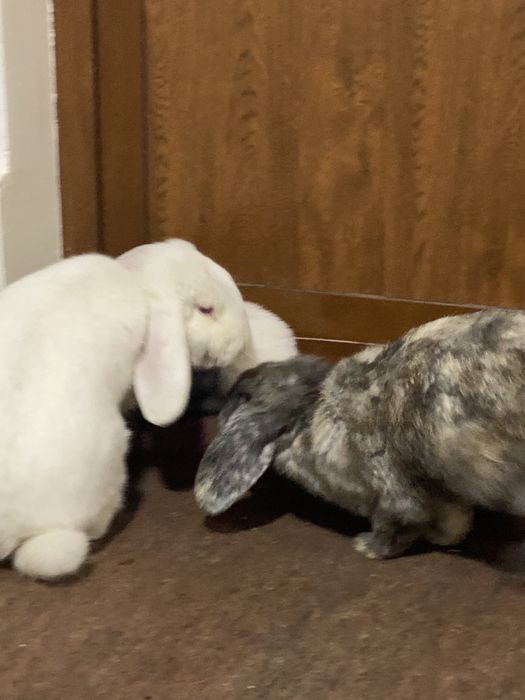 Quyon sotiladi er xotin 2 ta bolasi bn .