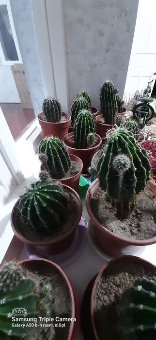 Kaktus gullar sotiladi