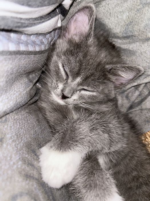 отдам котят в хорошие руки!