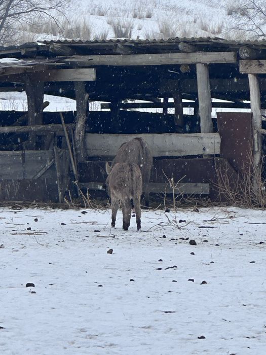 ешак, ешек , осёл