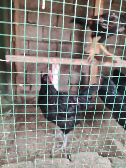 Gigant qora shaxzoda