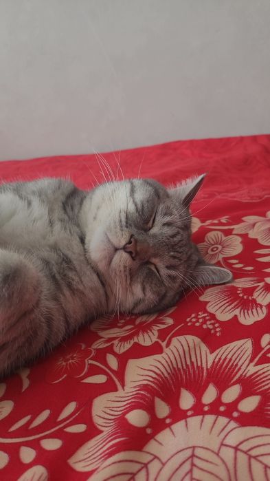 Отдам хорошие руки Кота