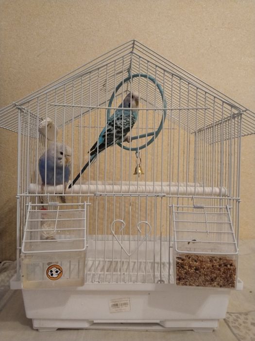 Продам попугаев с клеткой