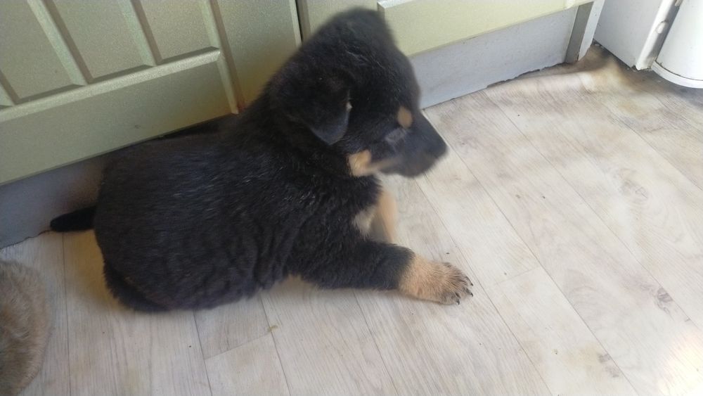 Отдам щенят в добрые руки