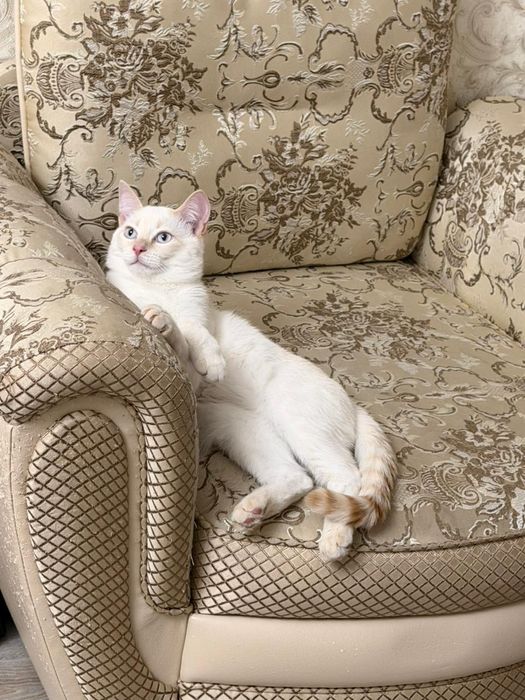 Котенок 5месяцев