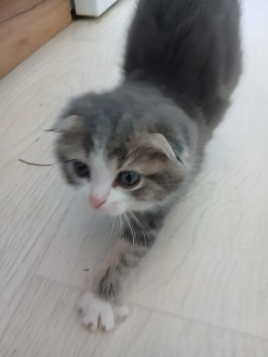 Пристраиваются котята