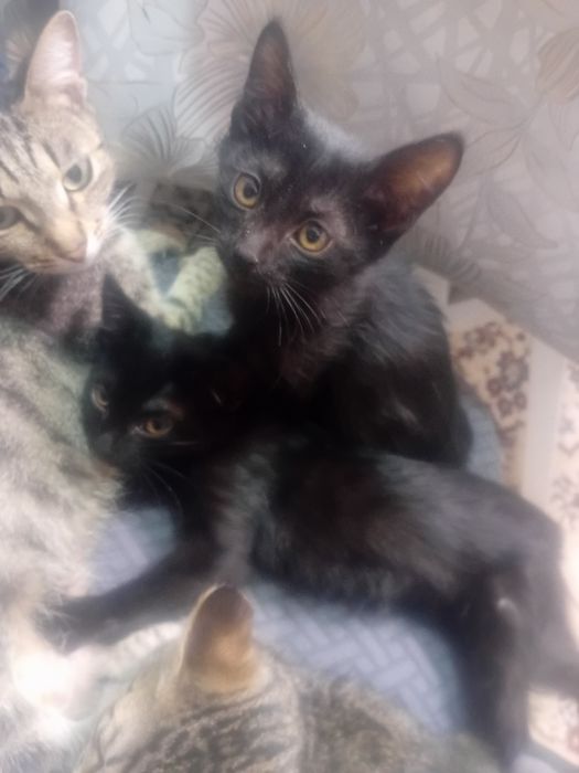 Котята в хорошие руки