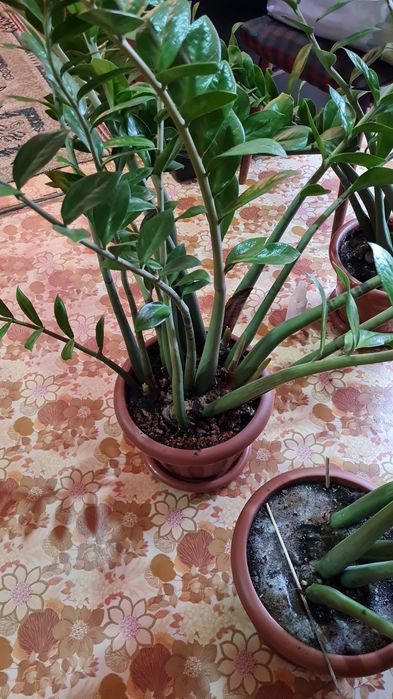 Замиокулькас  дерево