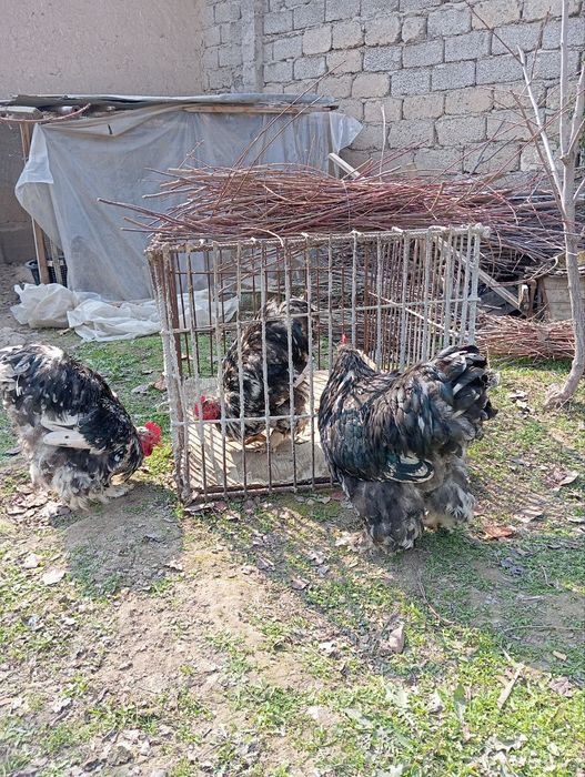 Брама хурозлари (жужа хурозлар)