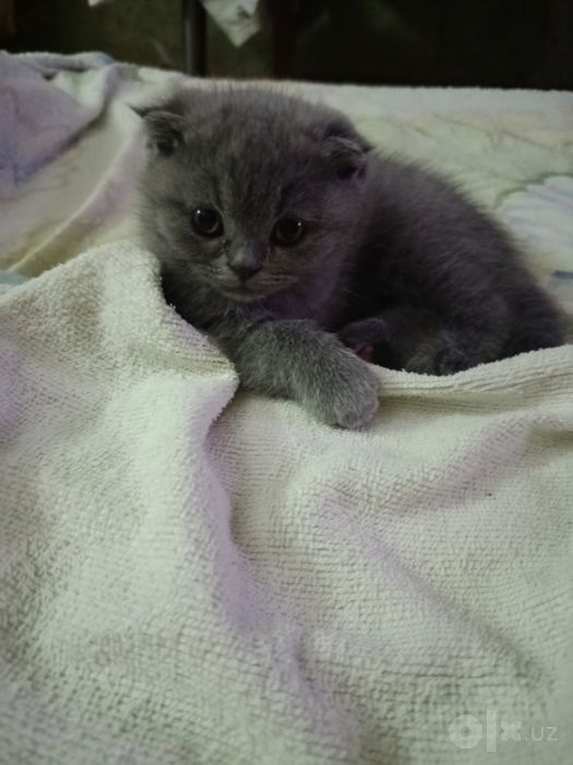 Котята скотиш фолд