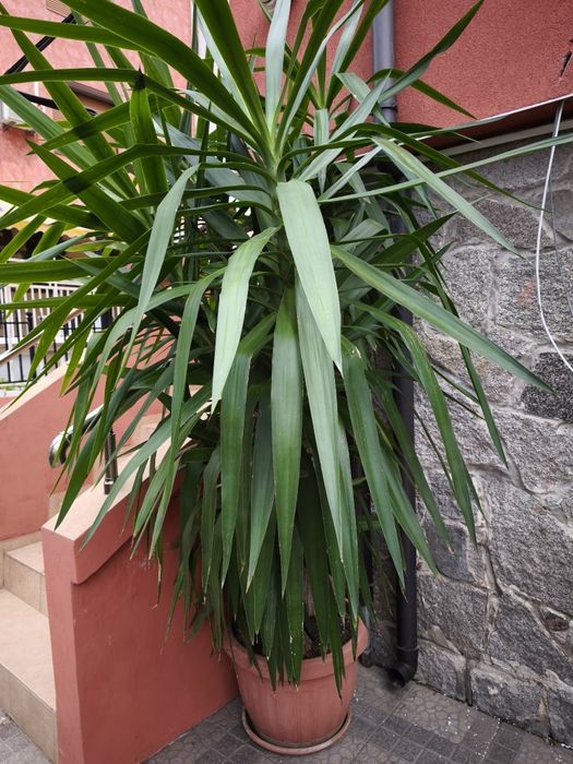 Голяма Юка  над 2 метра