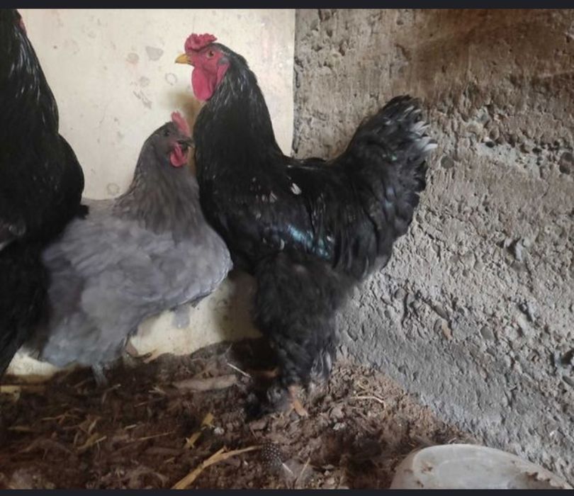 broma xoroz va tovuqla sotiladi