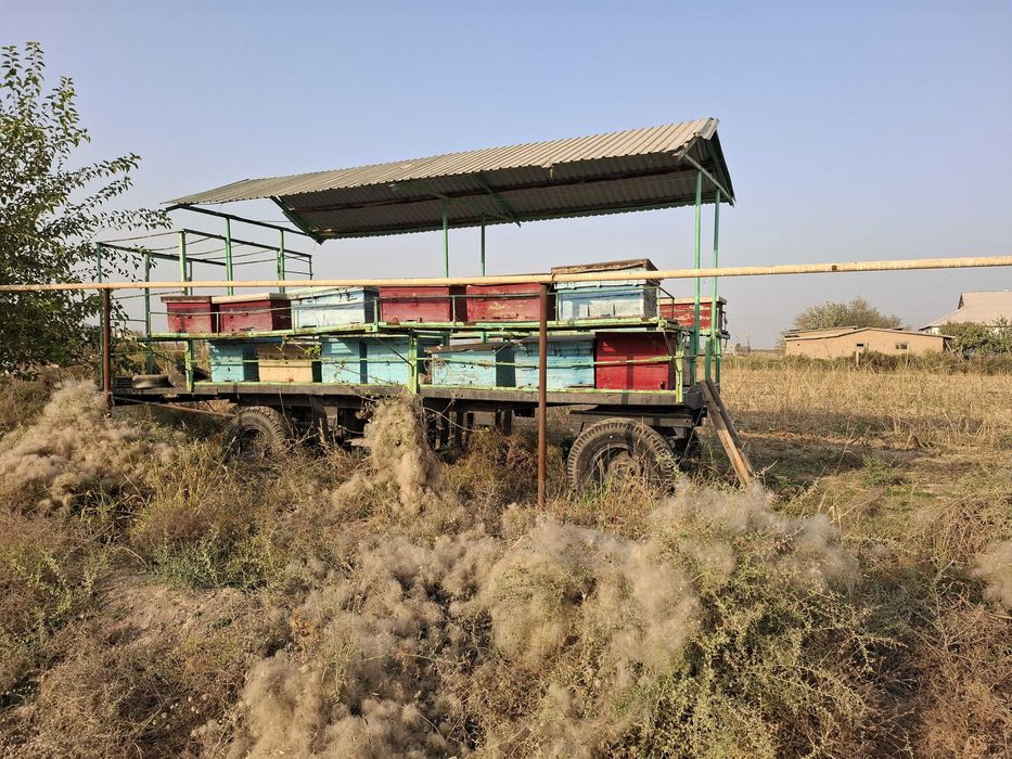 Пасека, пчелопавильон