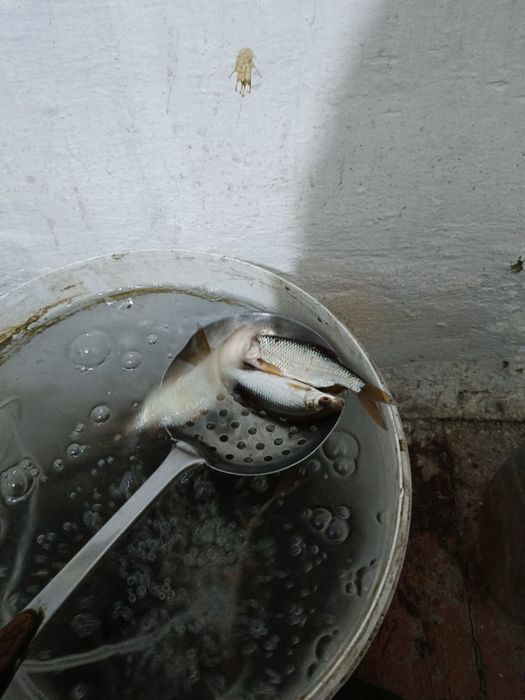 Живец на рыбалку  для ловли щуки