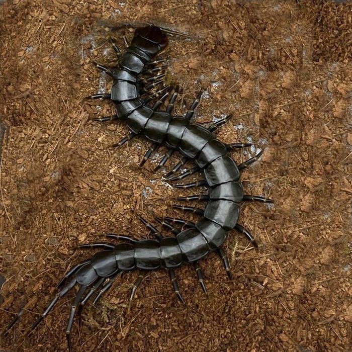 Scolopendra hainanum black tiger