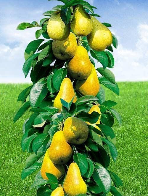 Pomi fructiferi columnari caliatatea 1 numeroase soiuri