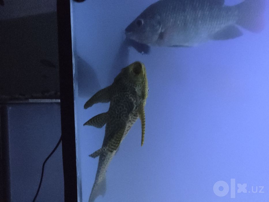 Akvariyum sotiladi  Bonusi bor!!!