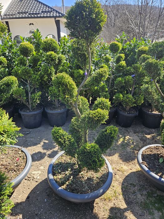 Ponpon spirale bonzai etajate maslin