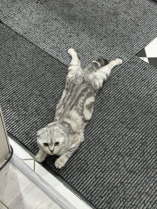 Отдам в хорошие руки
