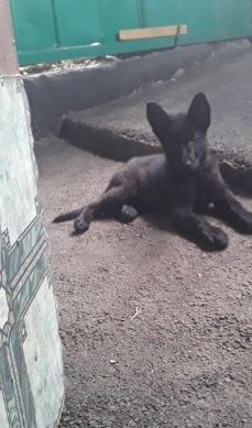 Продам немецкую овчару