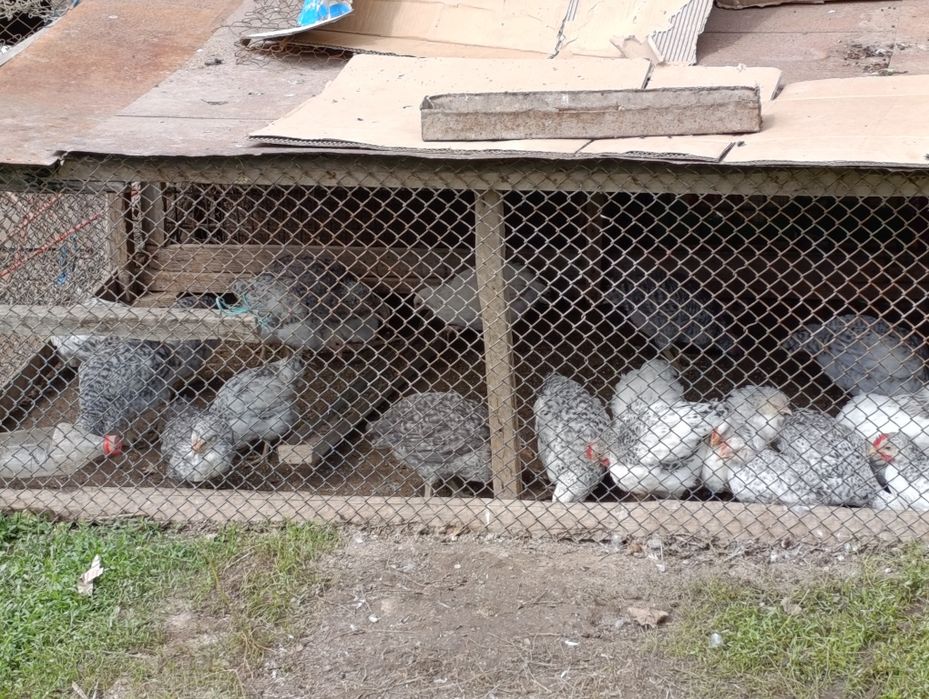Цыплята Борковские