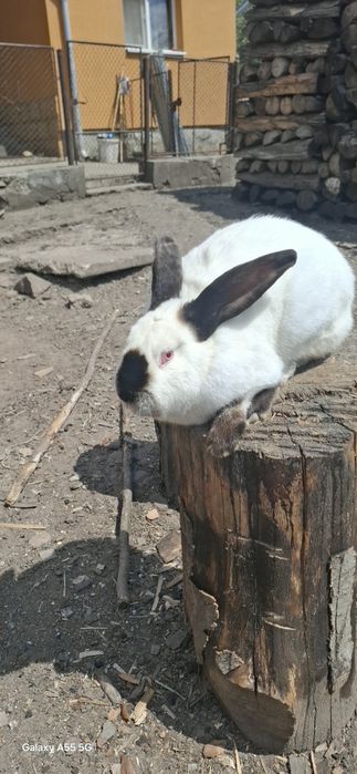 Iepurași de vânzare