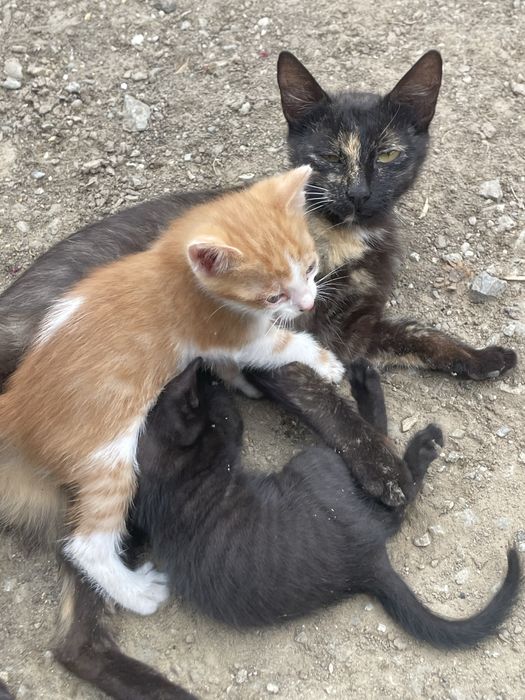 Pisicuti si pisica