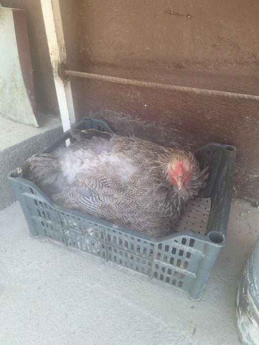 Продаются куры брама BSO. BSO брама товуклари сотилвотти.